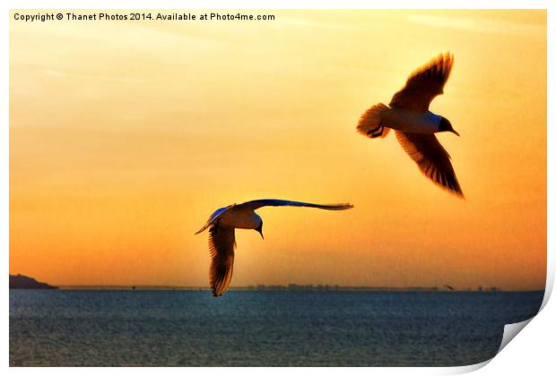 Silhouetted birds Print by Thanet Photos