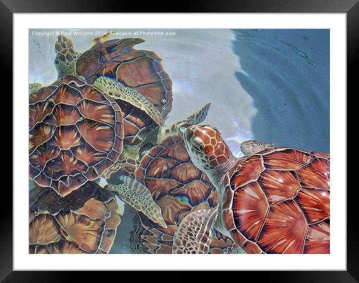 Sea Turtles Framed Mounted Print by Paul Williams