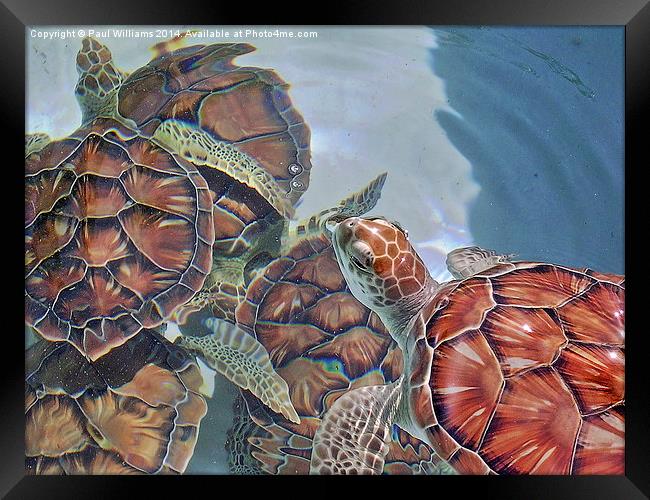 Sea Turtles Framed Print by Paul Williams
