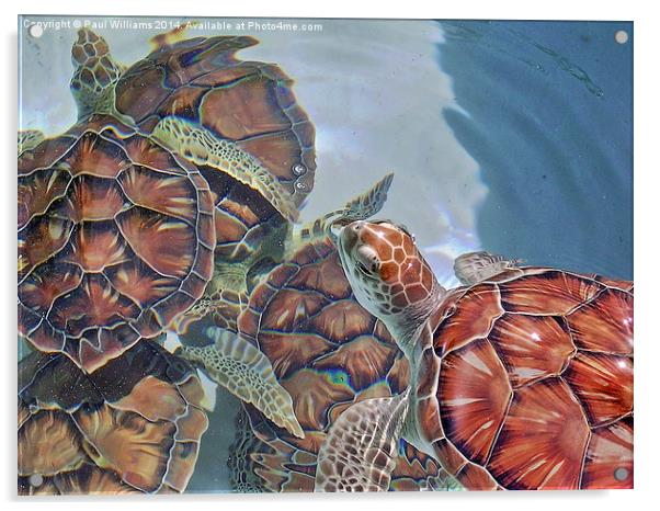 Sea Turtles Acrylic by Paul Williams