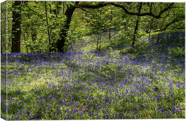 Bluebells in Spring Canvas Print by Andy McGarry
