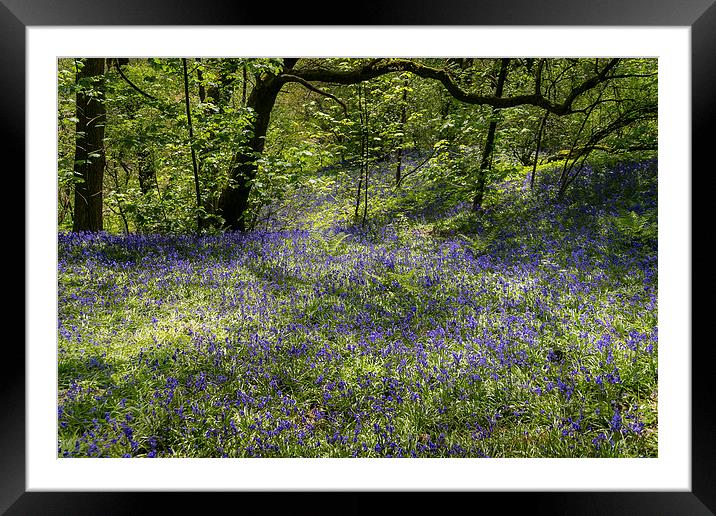 Bluebells in Spring Framed Mounted Print by Andy McGarry
