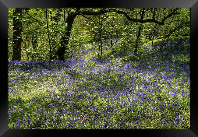 Bluebells in Spring Framed Print by Andy McGarry