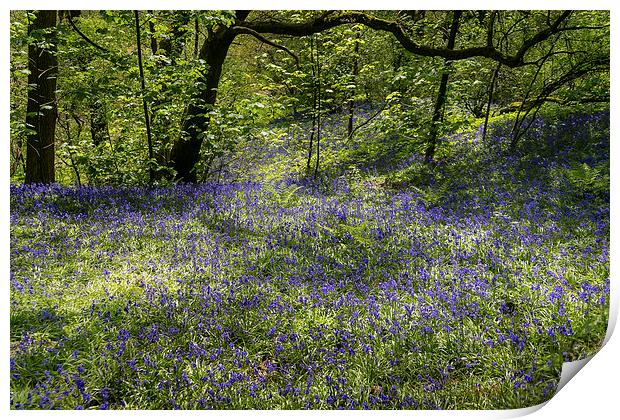 Bluebells in Spring Print by Andy McGarry