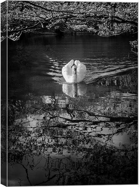Majestic Swan Canvas Print by Andy McGarry