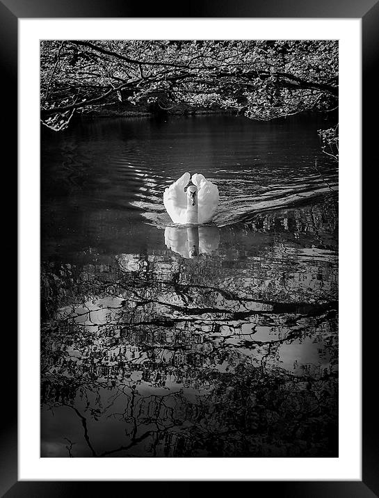 Majestic Swan Framed Mounted Print by Andy McGarry