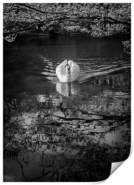 Majestic Swan Print by Andy McGarry