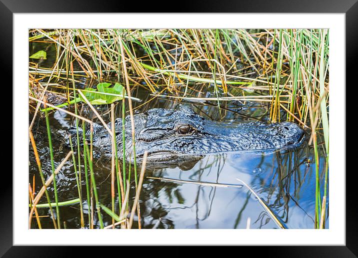 Everglades Alligator Framed Mounted Print by Graham Prentice