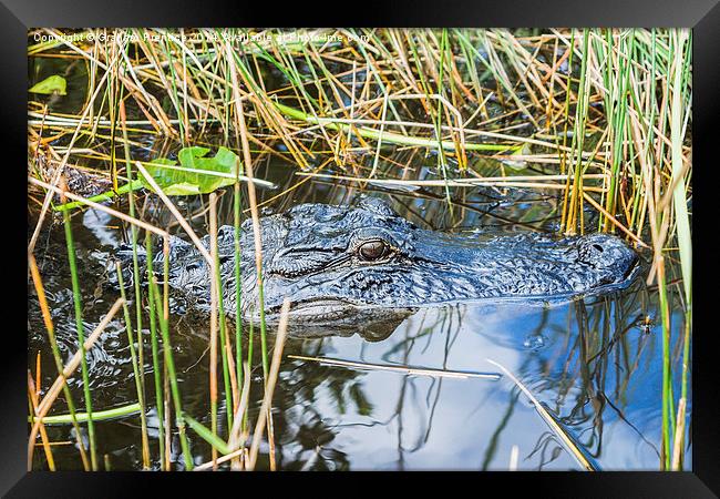 Everglades Alligator Framed Print by Graham Prentice