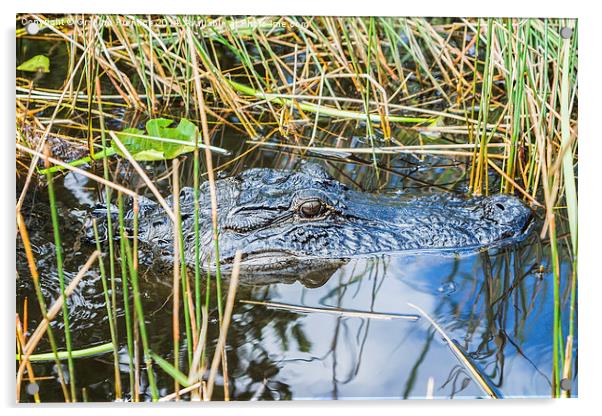 Everglades Alligator Acrylic by Graham Prentice
