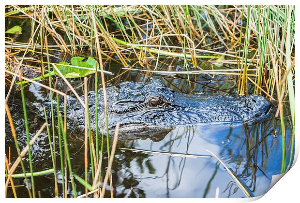 Everglades Alligator Print by Graham Prentice