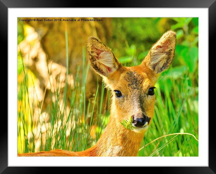 Oh Deer ! Framed Mounted Print by Alan Sutton