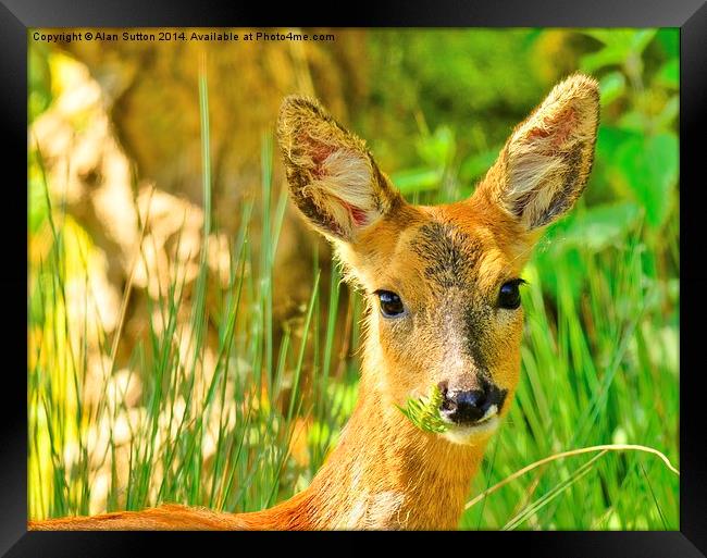 Oh Deer ! Framed Print by Alan Sutton