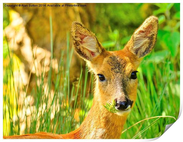 Oh Deer ! Print by Alan Sutton