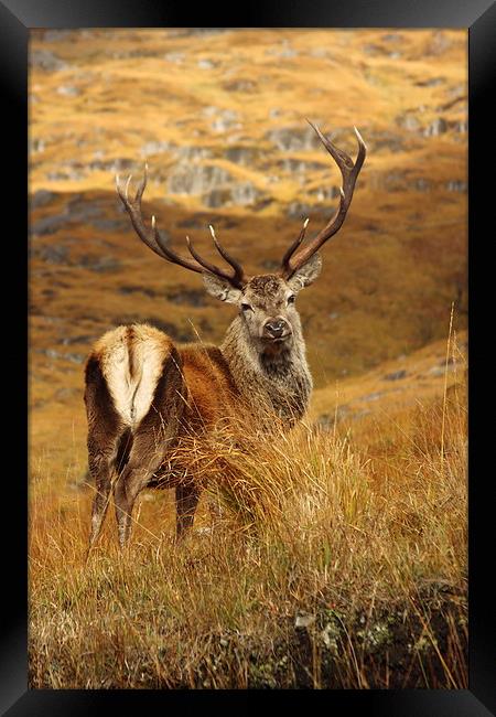 Red Deer Stag. Framed Print by John Cameron