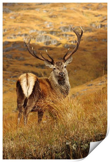 Red Deer Stag. Print by John Cameron