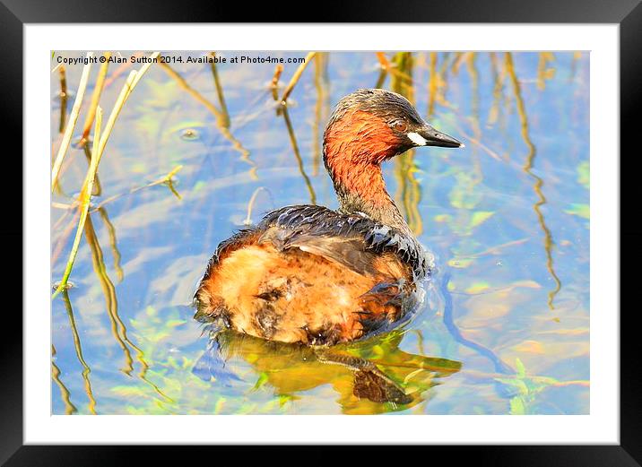 Little Grebe Framed Mounted Print by Alan Sutton