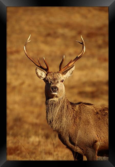 Red Deer Stag. Framed Print by John Cameron