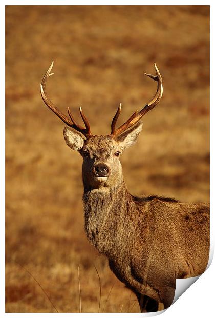 Red Deer Stag. Print by John Cameron