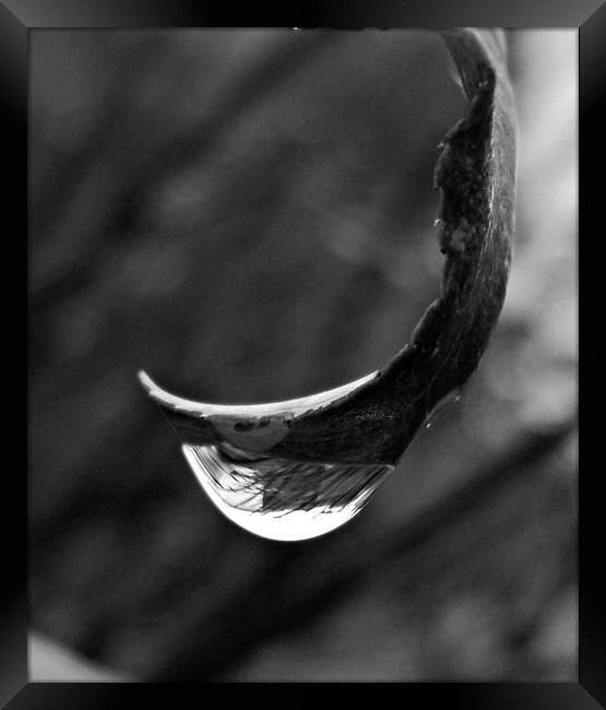Raindrop BW Framed Print by Pics by Jody Adams