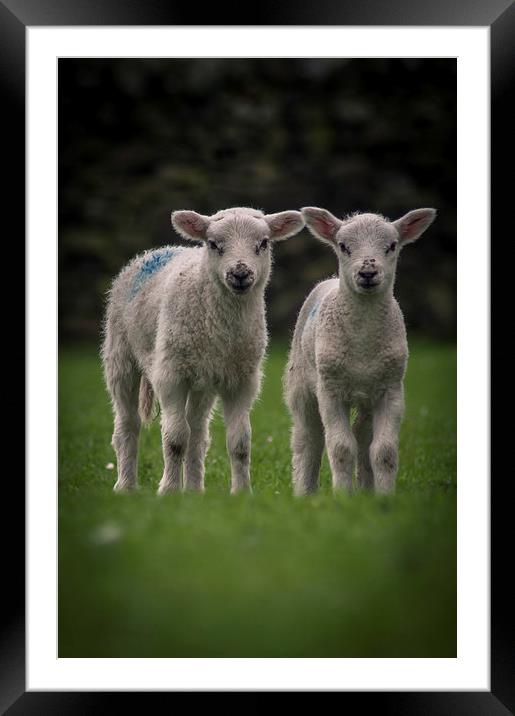 Spring Lambs Framed Mounted Print by Chris Walker