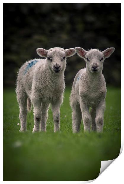 Spring Lambs Print by Chris Walker