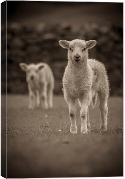 Spring Lambs Canvas Print by Chris Walker