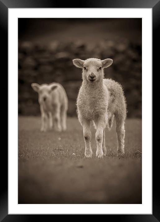 Spring Lambs Framed Mounted Print by Chris Walker