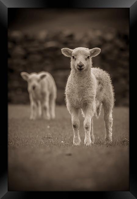 Spring Lambs Framed Print by Chris Walker