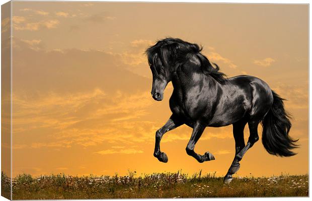 Black horse Canvas Print by Daniel Kesh