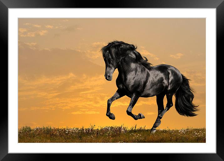 Black horse Framed Mounted Print by Daniel Kesh