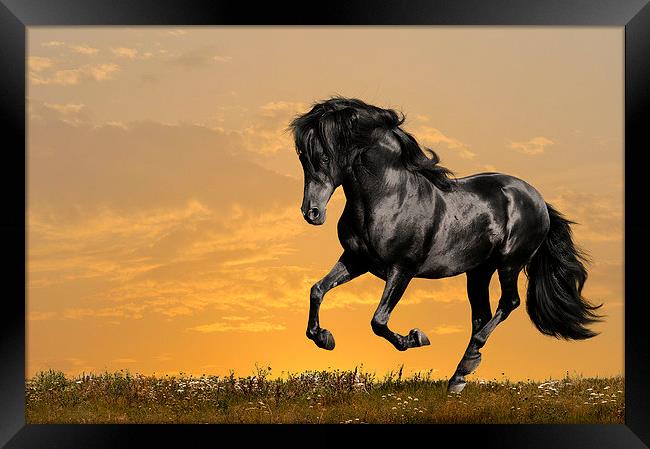 Black horse Framed Print by Daniel Kesh