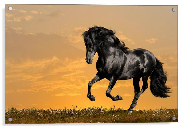 Black horse Acrylic by Daniel Kesh