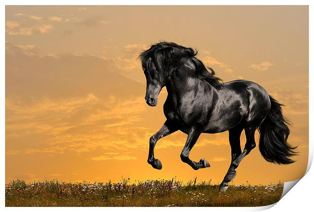 Black horse Print by Daniel Kesh