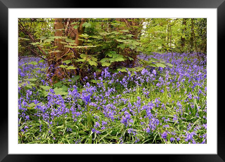 Bluebells Framed Mounted Print by Jason Connolly
