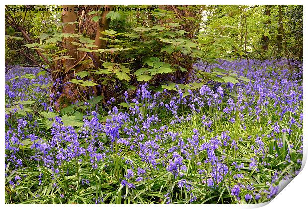 Bluebells Print by Jason Connolly