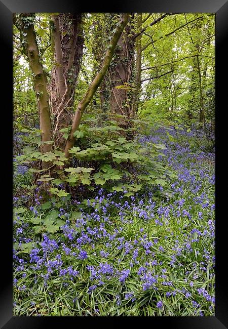 Bluebell wood Framed Print by Jason Connolly