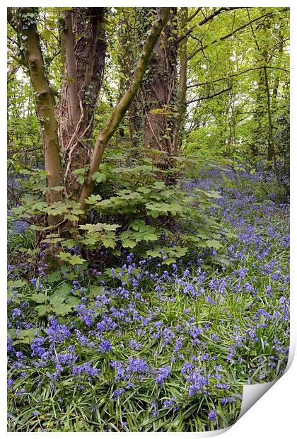 Bluebell wood Print by Jason Connolly