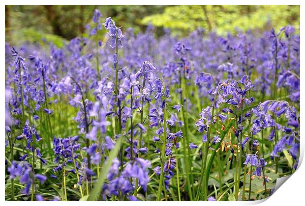 Bluebells Print by Jason Connolly