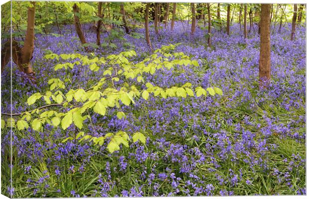 Bluebell wood Canvas Print by Jason Connolly