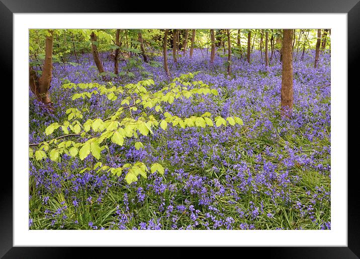 Bluebell wood Framed Mounted Print by Jason Connolly
