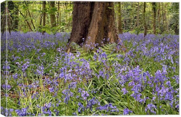 Bluebell wood Canvas Print by Jason Connolly