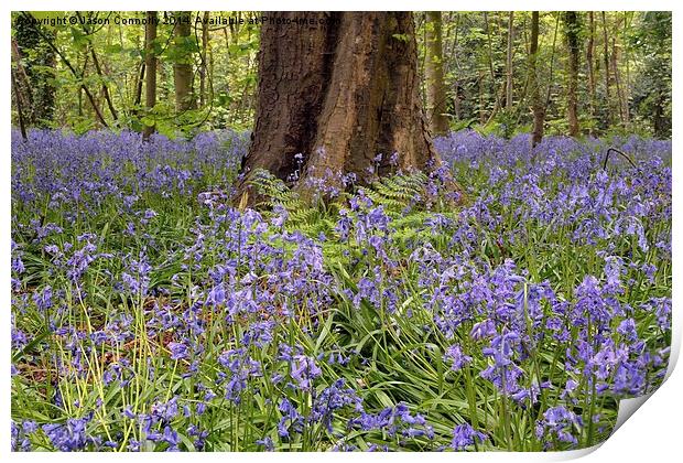 Bluebell wood Print by Jason Connolly