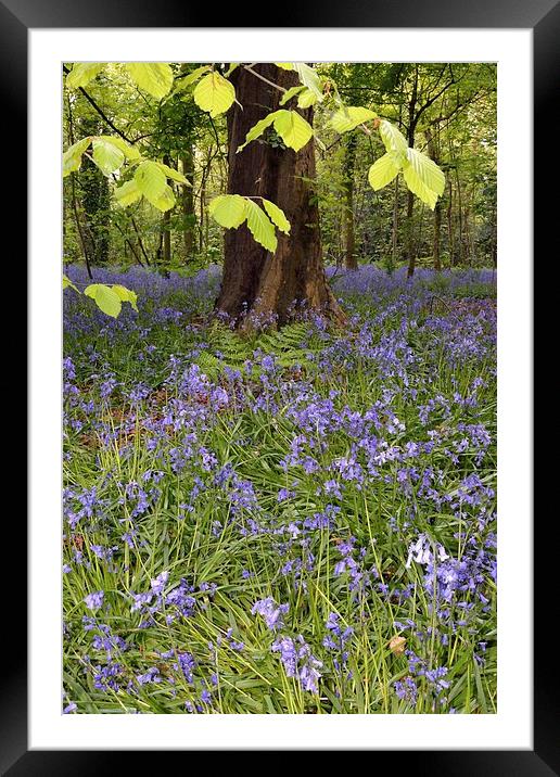 Bluebells In The Woods Framed Mounted Print by Jason Connolly