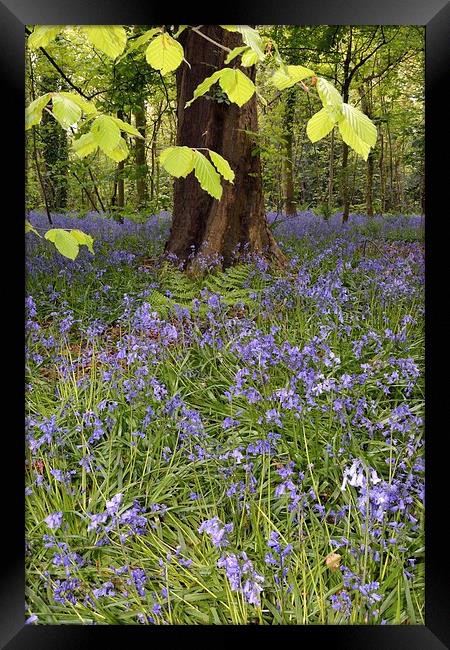 Bluebells In The Woods Framed Print by Jason Connolly