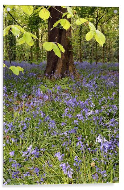 Bluebells In The Woods Acrylic by Jason Connolly