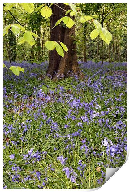 Bluebells In The Woods Print by Jason Connolly