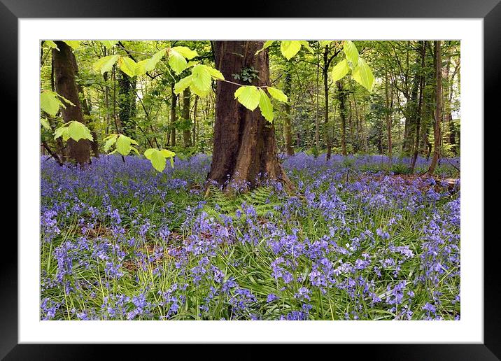 Bluebell wood Framed Mounted Print by Jason Connolly