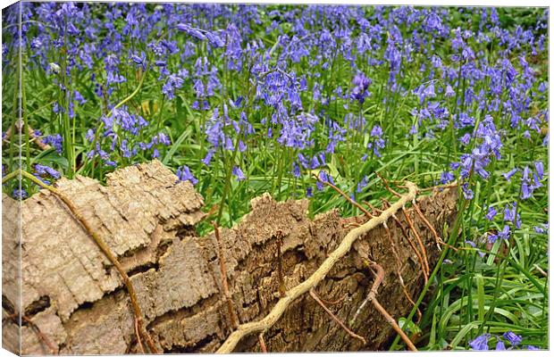 Bluebell Flowers Canvas Print by Jason Connolly