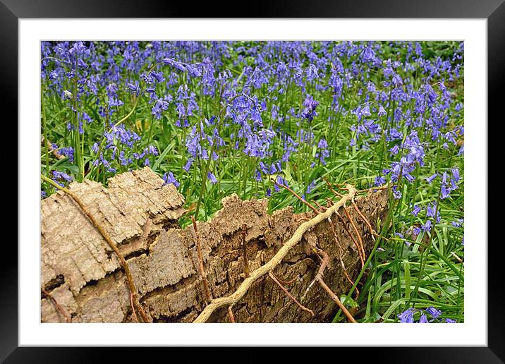 Bluebell Flowers Framed Mounted Print by Jason Connolly